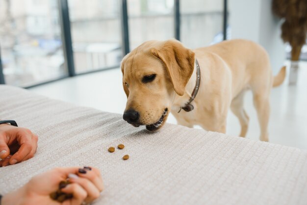 Der beige Hund auf einem weißen Sofa isst gegrilltes Fleisch von einem quadratischen Teller