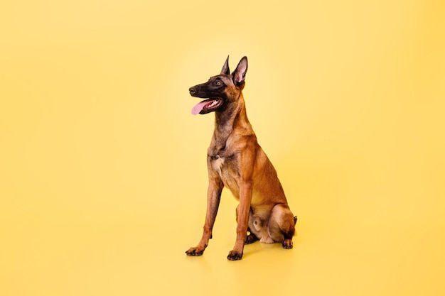 Der Belgische Schäferhund Der Malinois-Hund auf gelbem Hintergrund