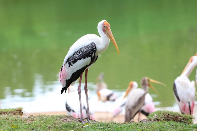 Der bemalte Storchvogel Mycteria leucocephala im Garten