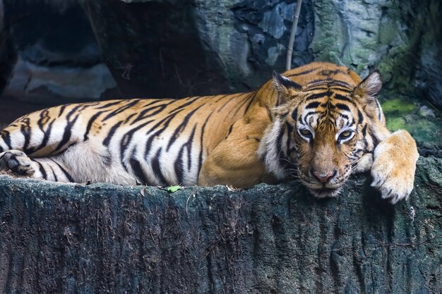 Der bengalische Tiger ist ein wildes Tier auf dem Felsen