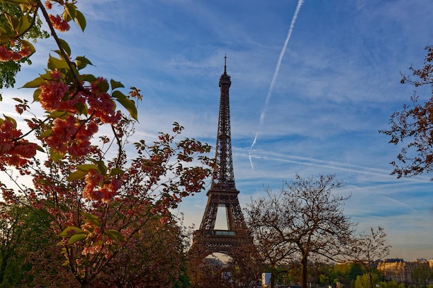 Der berühmte Eiffelturm in Paris an einem sonnigen Frühlingstag hinter Kirschblüten Frankreich