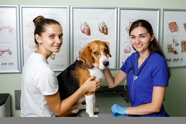 Der Besitzer brachte seinen Beagle-Hund zur Untersuchung in die Tierklinik.