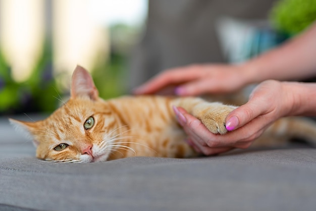 Der Besitzer der Katze hält die Katzenpfote in der Hand Eine Frau hat eine mehrfarbige Maniküre