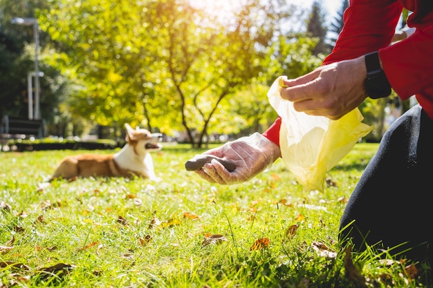 Der Besitzer holt den Kot nach dem Hund mit einer Plastiktüte ab