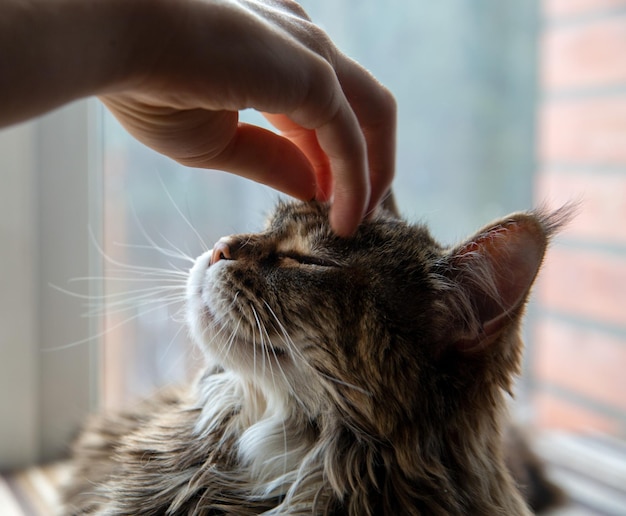 Der Besitzer streichelt eine süße Maine-Coon-Katze Haustierpflege