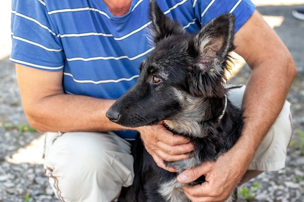 Der Besitzer umarmte eine junge Hunderasse Osteuropäischer Schäferhund Menschen und Tiere