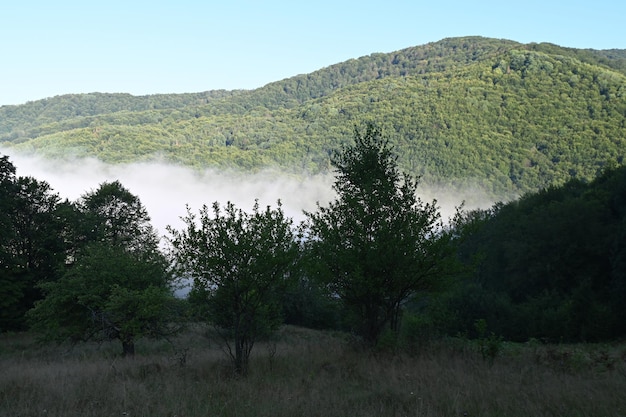 Foto der bewaldete berghang ist im morgennebel gehüllt