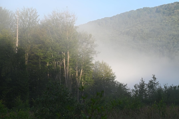 Foto der bewaldete berghang ist im morgennebel gehüllt