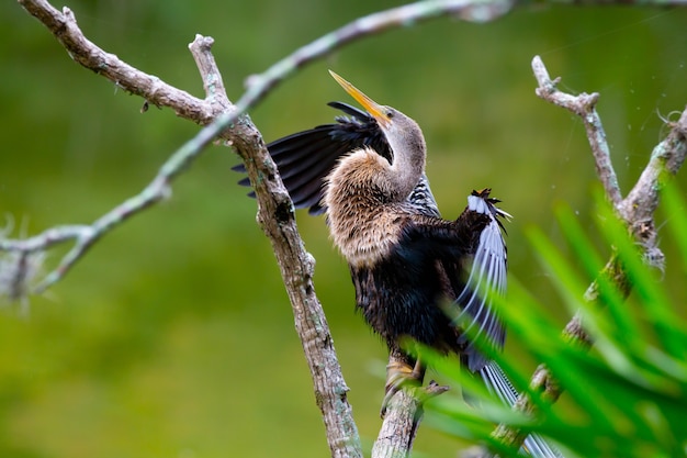 Der biguatinga anhinga anhinga ist ein wasservogel, der durch seine größe auffällt