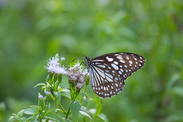 Der blaue beschmutzte Milkweedschmetterling