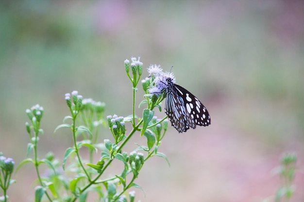 Der blaue beschmutzte Milkweedschmetterling