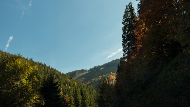 Der blaue Himmel und das Grün