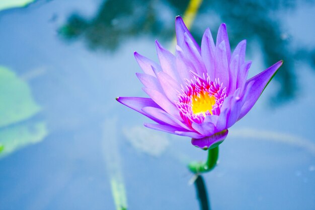 Der Blaue Lotus.