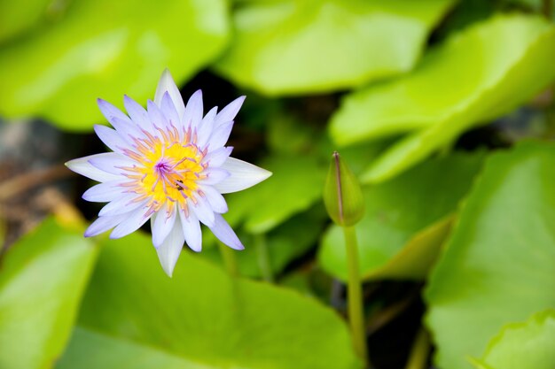 Der Blaue Lotus.