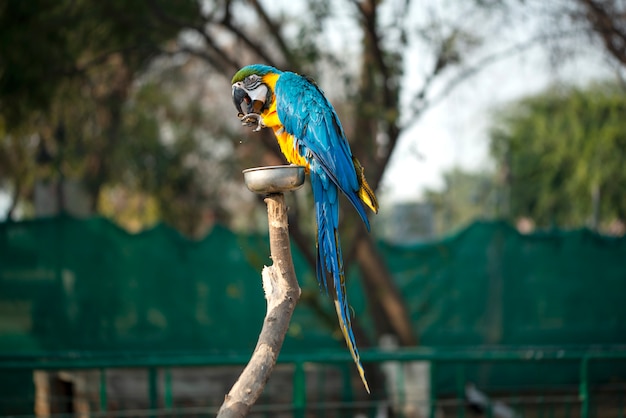 Der blaue und gelbe Ara, der blaue und goldene Ara frisst Nuss im Zoo. Er ist ein Mitglied der großen Gruppe neotropischer Papageien