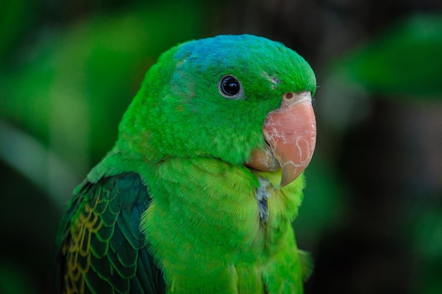 Der Blaunackenpapagei oder Tanygnathus lucionensis auch der Blaukronen-Grünpapagei Luzon-Papagei der Philippinische Grünpapagei oder als Picoy auf einem Ast im Grünen sitzend