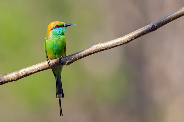 Der Blauwangen-Bienenfresser Merops persicus ist ein naher Singvogel aus der Familie der Bienenfresser