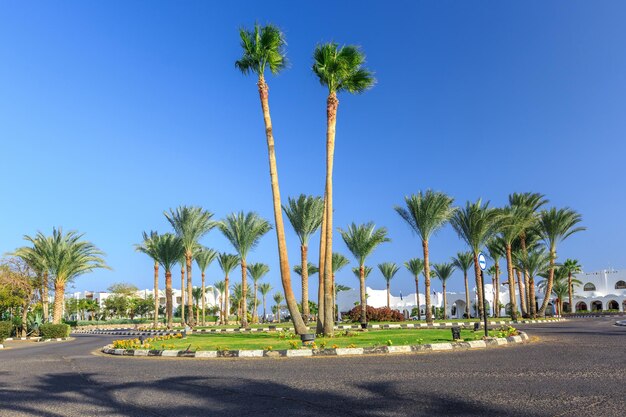 Der Blick auf Straße und Palmen in der Nähe der Hotels