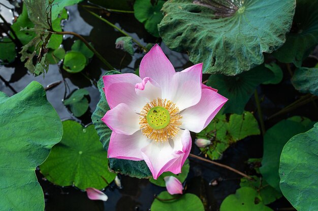 Der Blick von oben auf den großen rosa Lotus (Nelumbo nucifera) blühte im Teich oder Kanal. Dieser Lotus hat viele Namen wie Indian Lotus, Sacred Lotus, Bean of India.