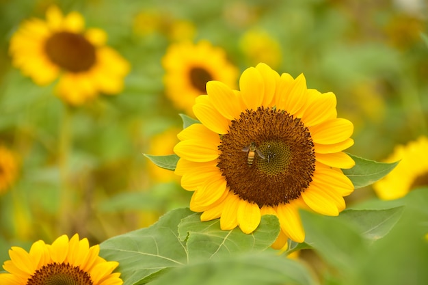 Der Blütenstaub der Sonnenblume mit einer Biene