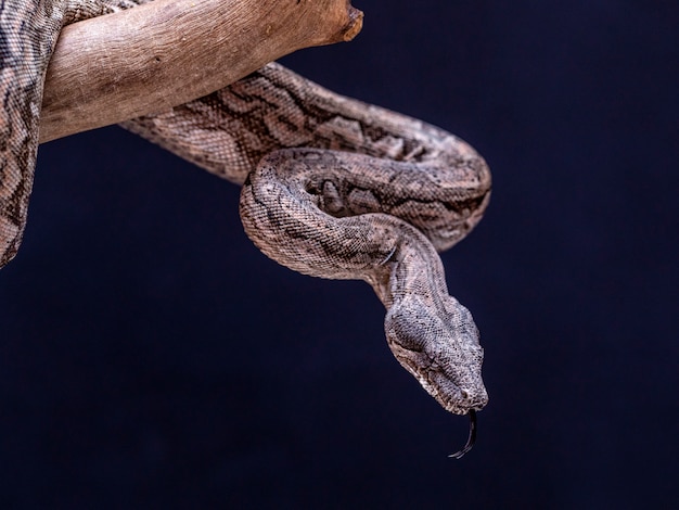 Der Boa Constrictor ist eine Fischschlange, die eine Erwachsenengröße von 2 Metern (Boa Constrictor Amarali) bis 4 Metern (Boa Constrictor Constrictor) erreichen kann. In Brasilien, wo die zweitgrößte Schlange ist