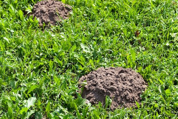 Der Boden, der von einem Maulwurf auf dem Territorium eines Feldes mit Gras gegraben wurde, Maulwurfshügel auf einem Feld mit Gras von Maulwürfen