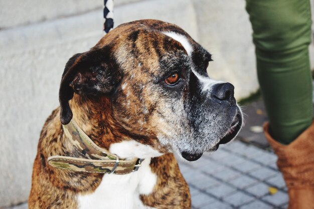 Foto der boxerhund