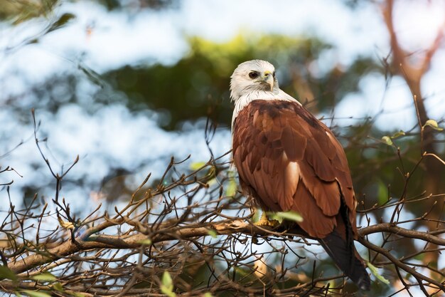 Der Brahminen-Drachen (Haliastur Indus)