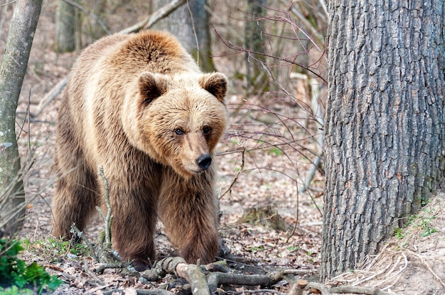 Der Braunbär (Ursus arctos), großes Männchen, im Wald spazieren gehen