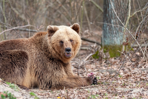 Der Braunbär (Ursus arctos), großes Männchen, im Wald spazieren gehen