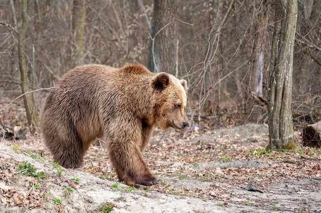 Der Braunbär (Ursus arctos), großes Männchen, im Wald spazieren gehen