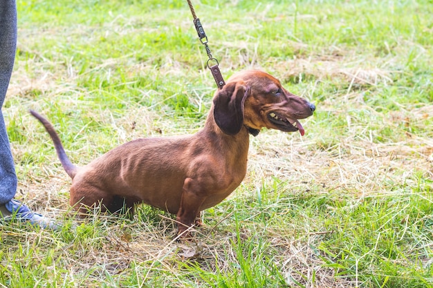 Der braune Dackel sitzt während des Spaziergangs im Gras in der Nähe des Besitzers an der Leine