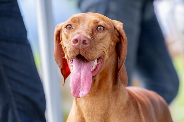 Der braune Hund der Rasse ungarischer Vorstehhund (vizsla) in der Nähe seines Besitzers blickt gespannt nach vorne