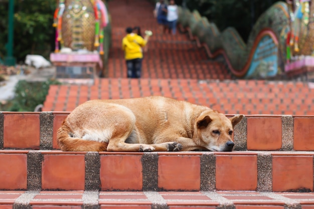 Der braune Hund lag auf der Treppe