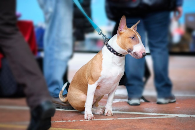 Der Bullterrier-Showhund sitzt und schaut weg