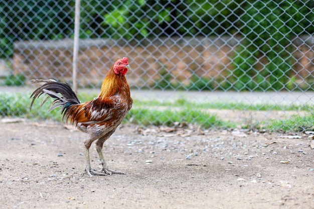 Der bunte Kampfhahn geht in Farm auf Thailand