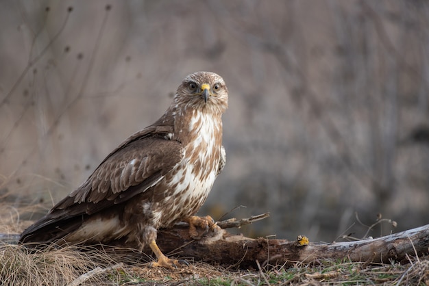 Der Busso Buteo Buteo steht auf einem gebrochenen Ast