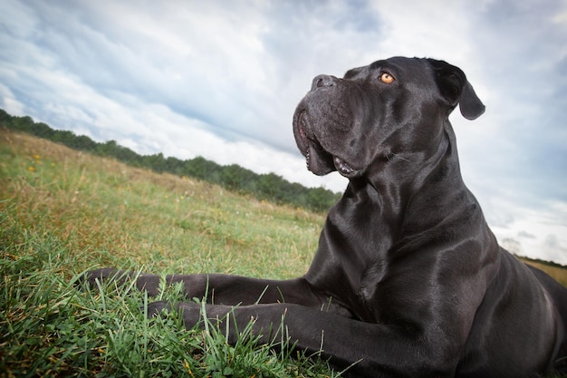 Der Cane Corso Hund liegt auf der Wiese und schaut stolz in die Ferne