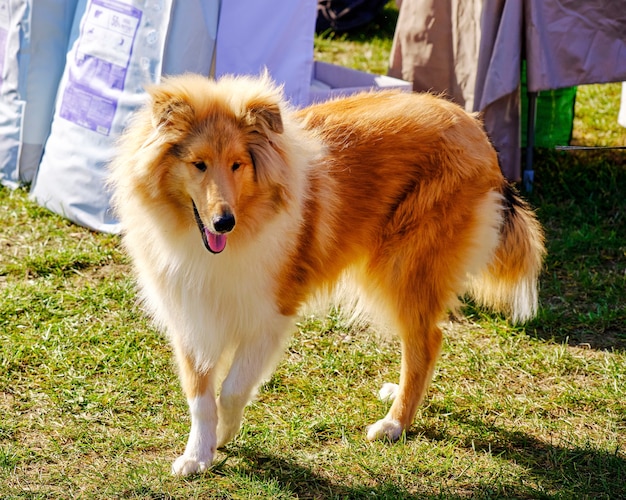 Der Colliehund steht auf dem grünen Gras.