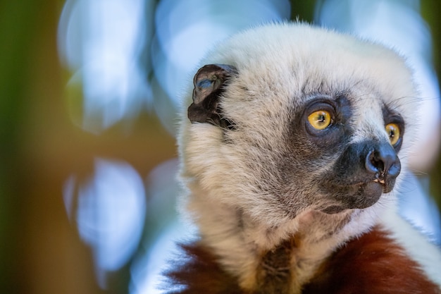 Der Coquerel Sifaka in seiner natürlichen Umgebung in einem Nationalpark auf der Insel Madagaskar.