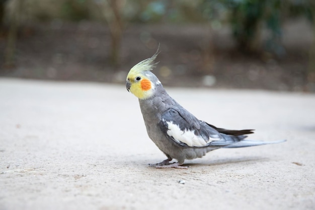 Der Corella-Papagei ist ein Vogel der Kakadufamilie Bird Macro