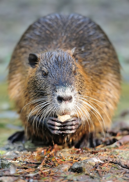 Der Coypu steht und isst im Wasser