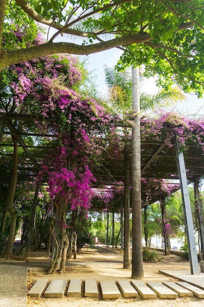 Der Damm des Parks der Nationen ist mit rosafarbenen Bougainville-Blumen bedeckt