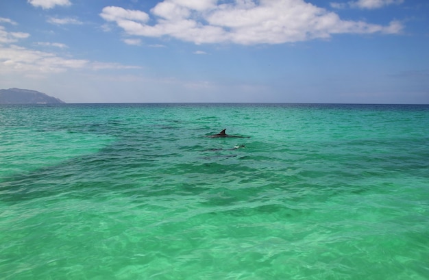 Der Delphin in der Bucht von Shuab auf der Insel Sokotra im Indischen Ozean Jemen