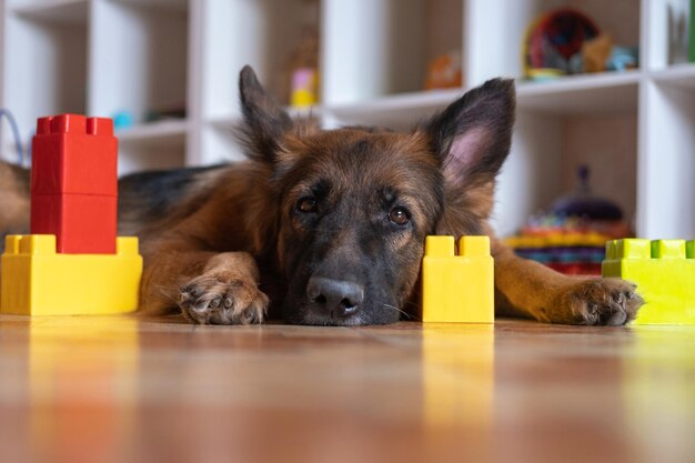 Der Deutsche Schäferhund liegt mit Kinderspielzeug Trauriger Hund im Kinderzimmer