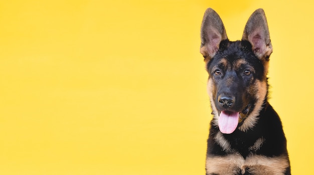 Der deutsche Schäferhundwelpe auf einem gelben Hintergrund mit Kopienraum