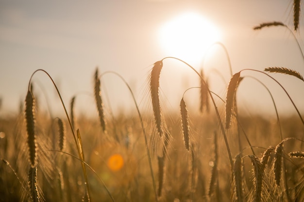 der dunkle Weizen bei Sonnenuntergang, mit dem Sonnenstrahl