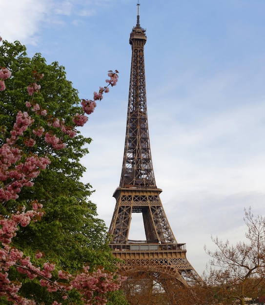 Der Eiffelturm in Paris hinter Kirschblüten, Frankreich.