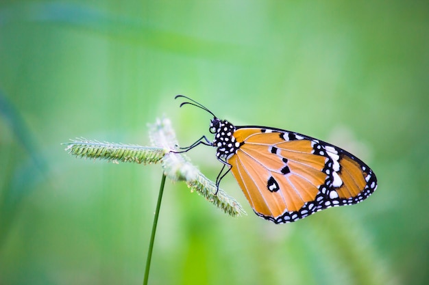 Der einfache Tiger Butterfly