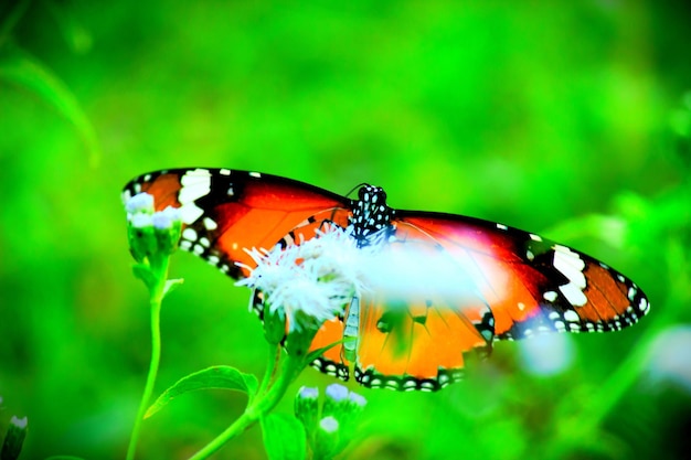 Der einfache Tigerschmetterling auf der Blumenpflanze